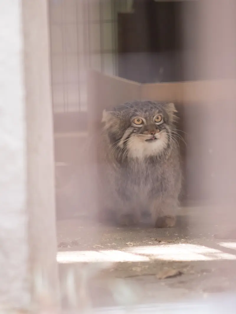 野毛山動物園のフィーガの写真