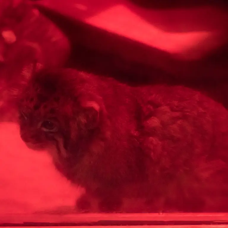 恩賜上野動物園のナイマの写真