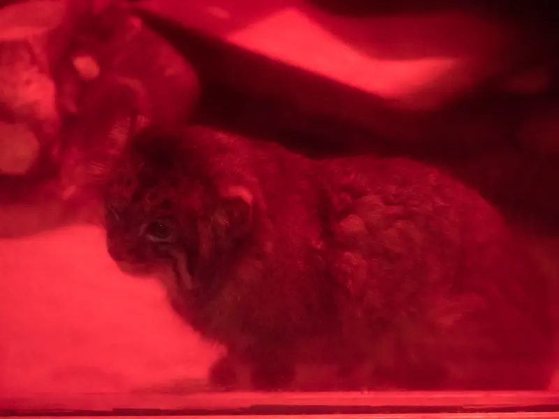 恩賜上野動物園のナイマの写真