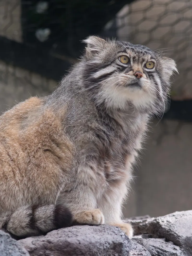 旭山動物園のグルーシャの写真
