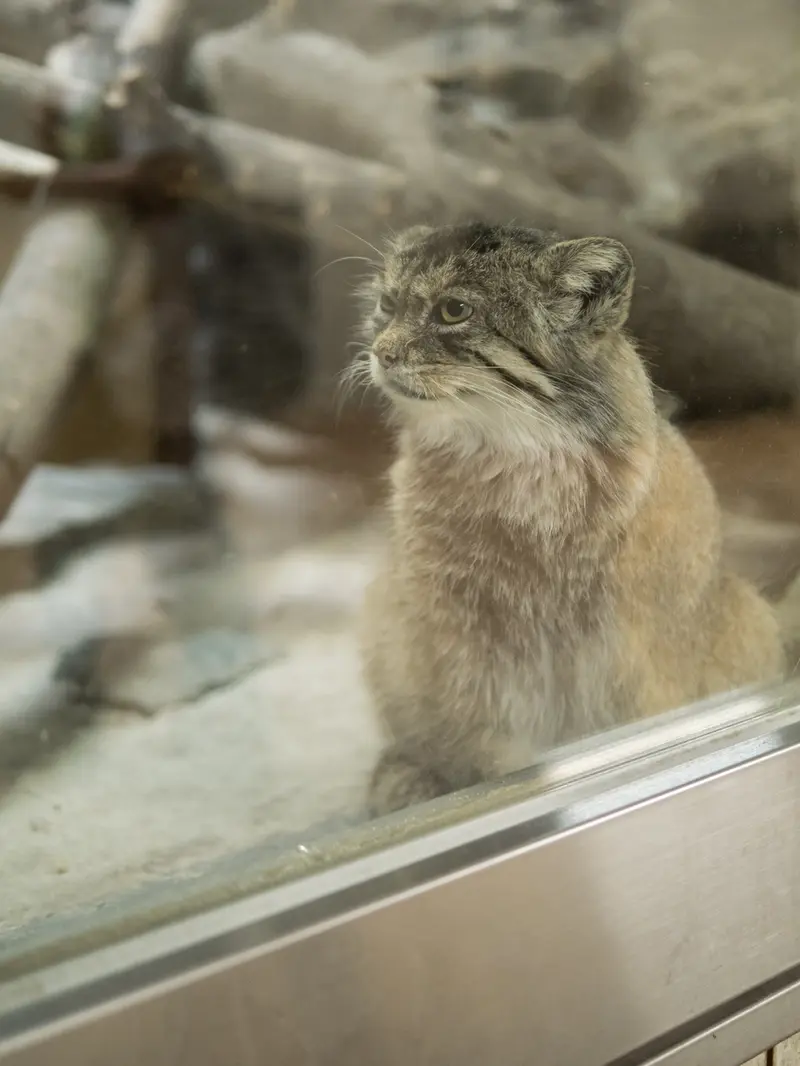 恩賜上野動物園のプリームラの写真