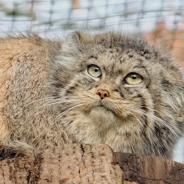 グダニスク動物園のウラの写真
