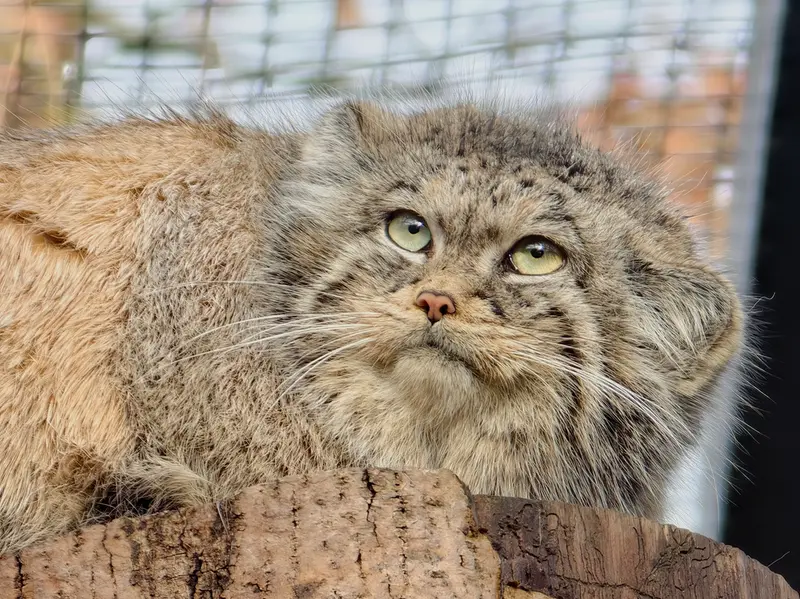 グダニスク動物園のウラの写真