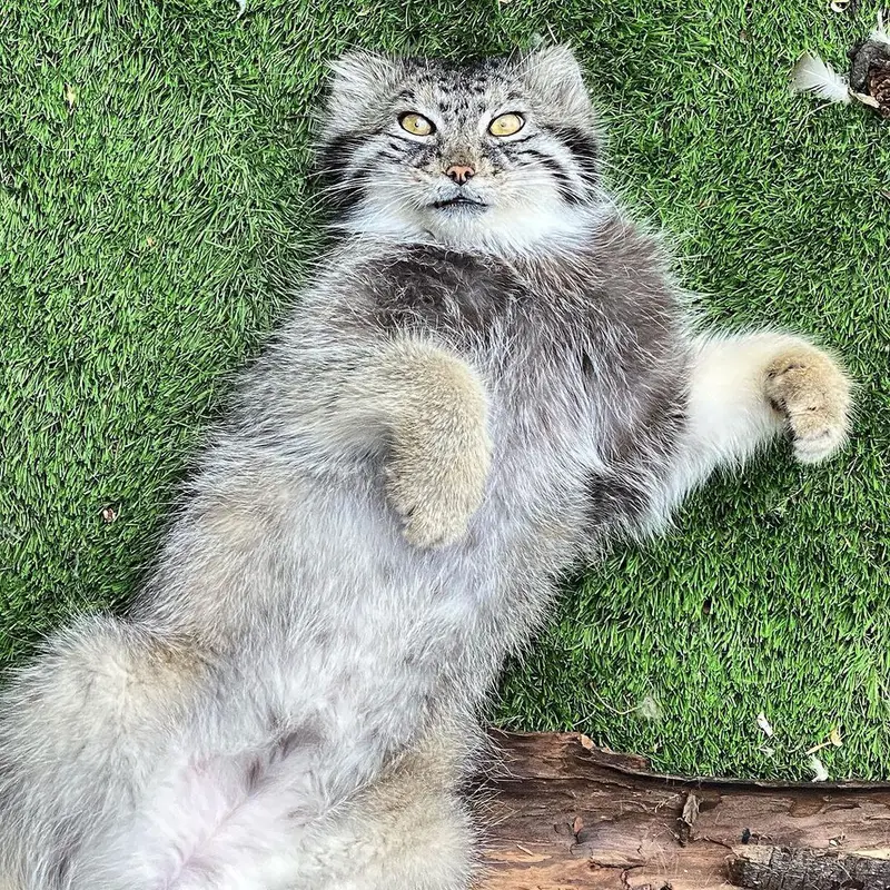 ヘムカー・パーク・アンド・動物園のミハイルの写真