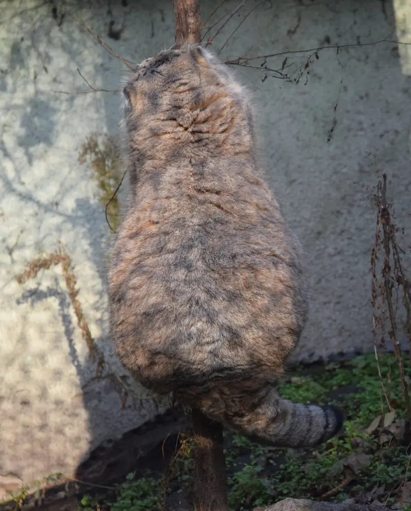 ブダペスト動物園＆植物園のボフスの写真