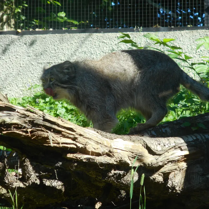 マヌルネコの写真