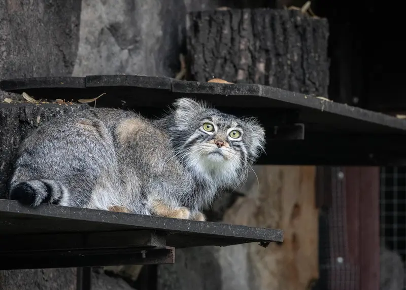モスクワ動物園のティモフェイの写真