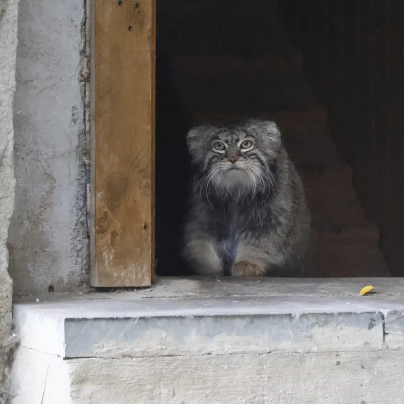 モスクワ動物園のティモフェイの写真