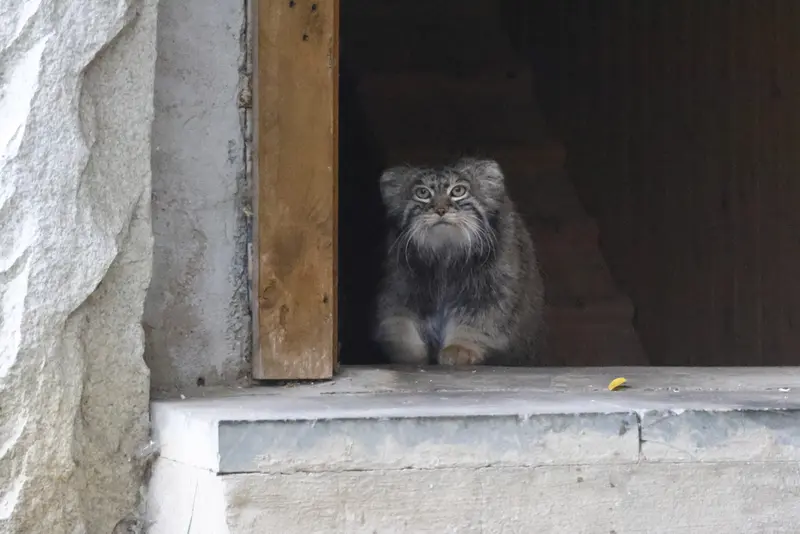 モスクワ動物園のティモフェイの写真