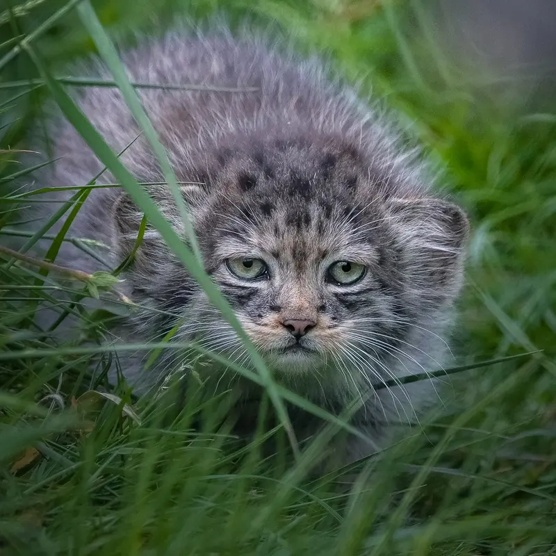 ポート・リムプネ・ワイルド・アニマル・パークのナムーの子猫 b. 2026 Ⅱの写真