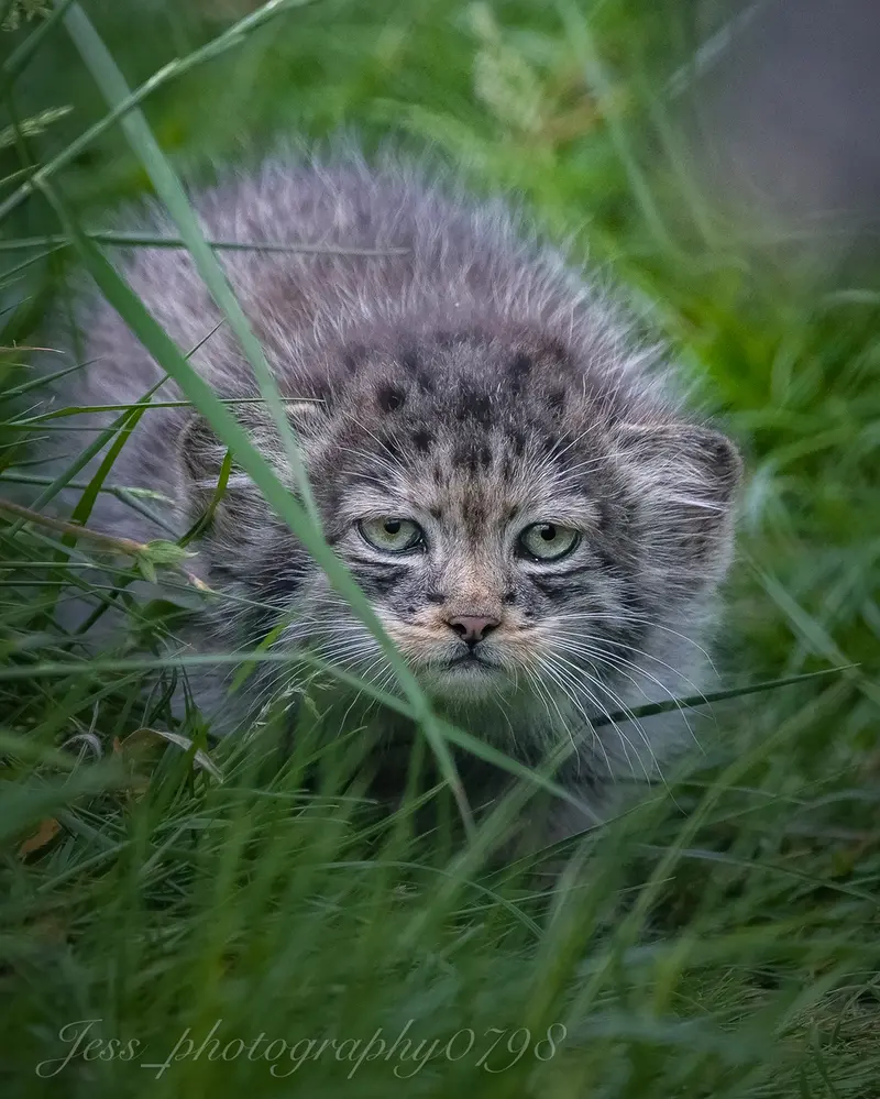 ポート・リムプネ・ワイルド・アニマル・パークのナムーの子猫 b. 2026 Ⅱの写真