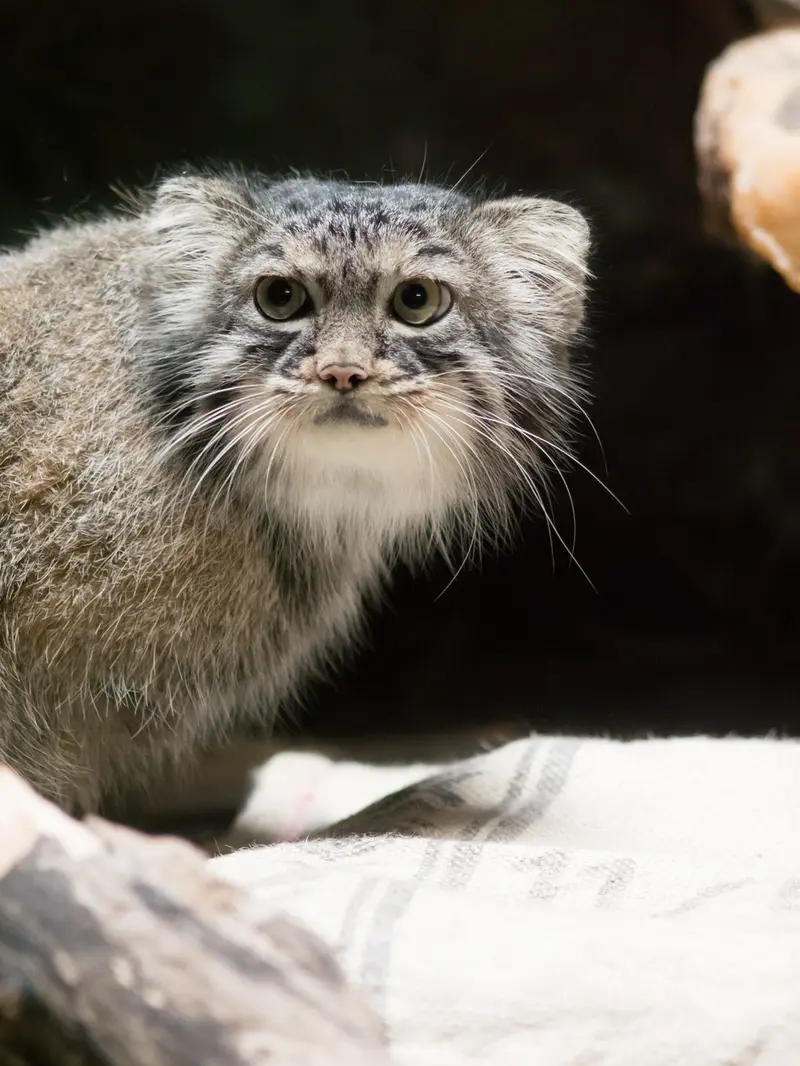 恩賜上野動物園のサフランの写真