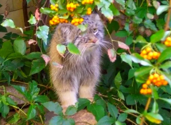 オポーレ動物園の名前のないマヌルネコ #587の写真
