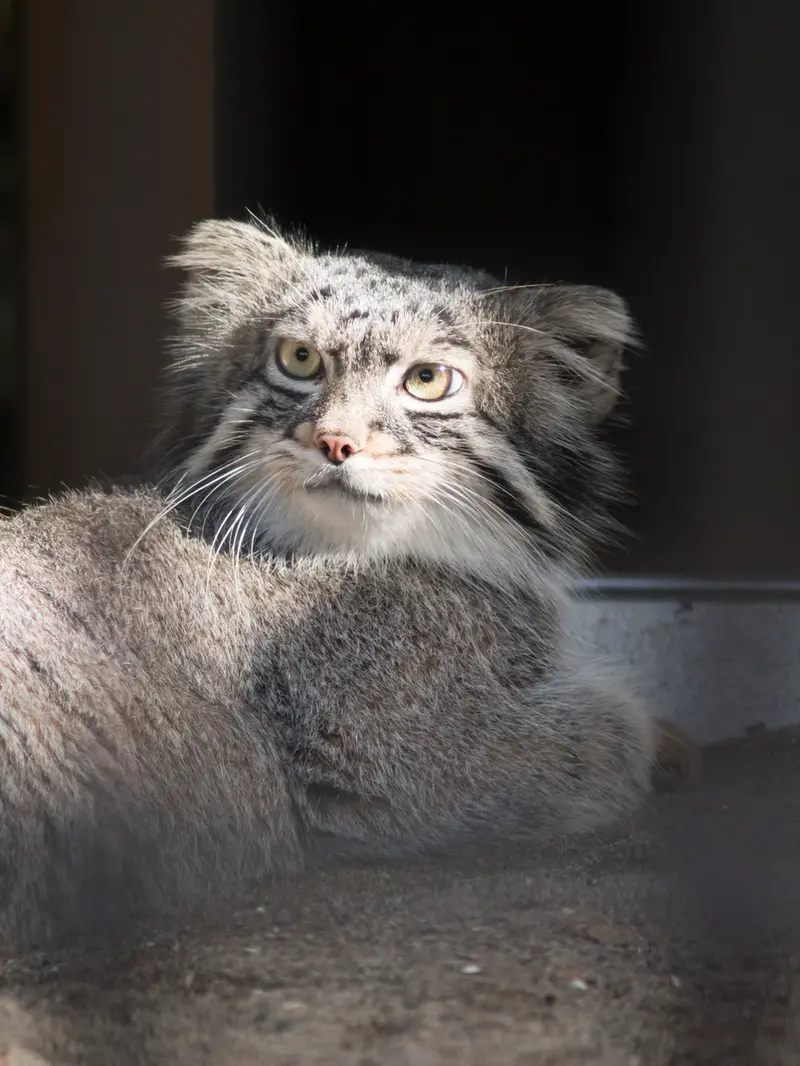 野毛山動物園のフィーガの写真