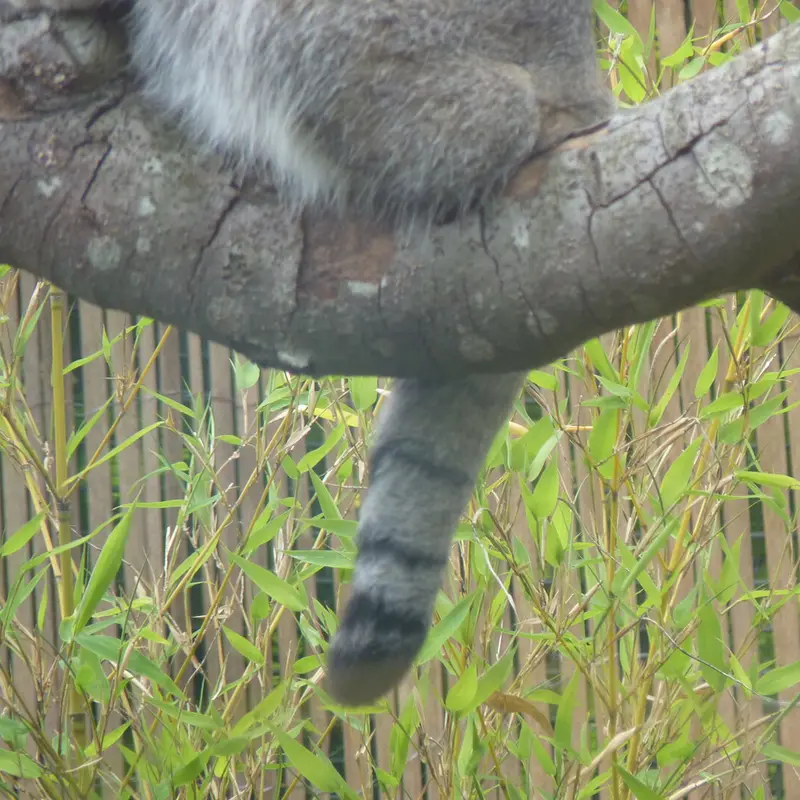 エディンバラ動物園のアキコの写真