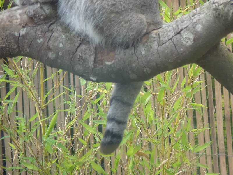 エディンバラ動物園のアキコの写真