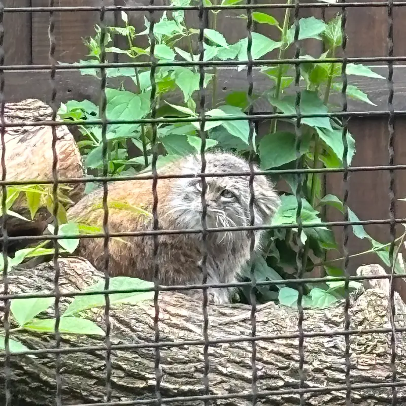 ワルシャワ動物園のジェシーの写真