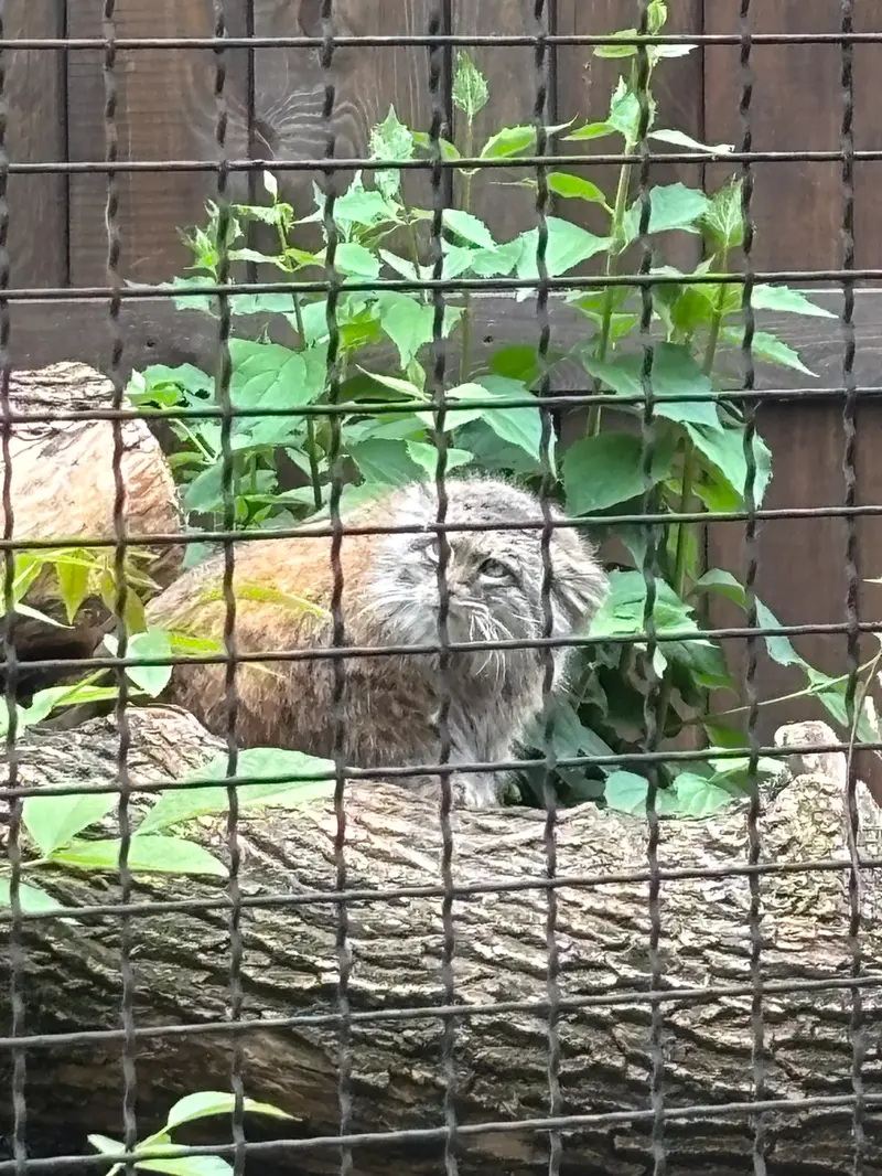 ワルシャワ動物園のジェシーの写真