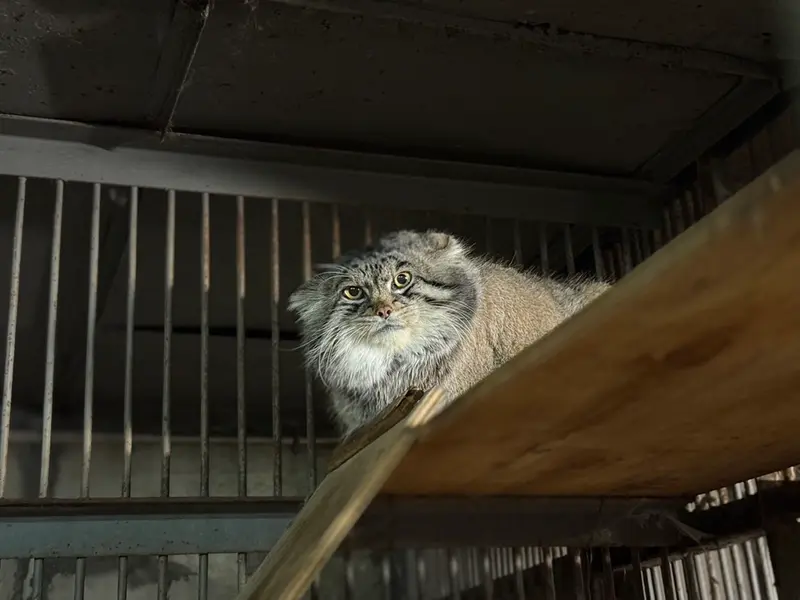 旭山動物園のグルーシャの写真