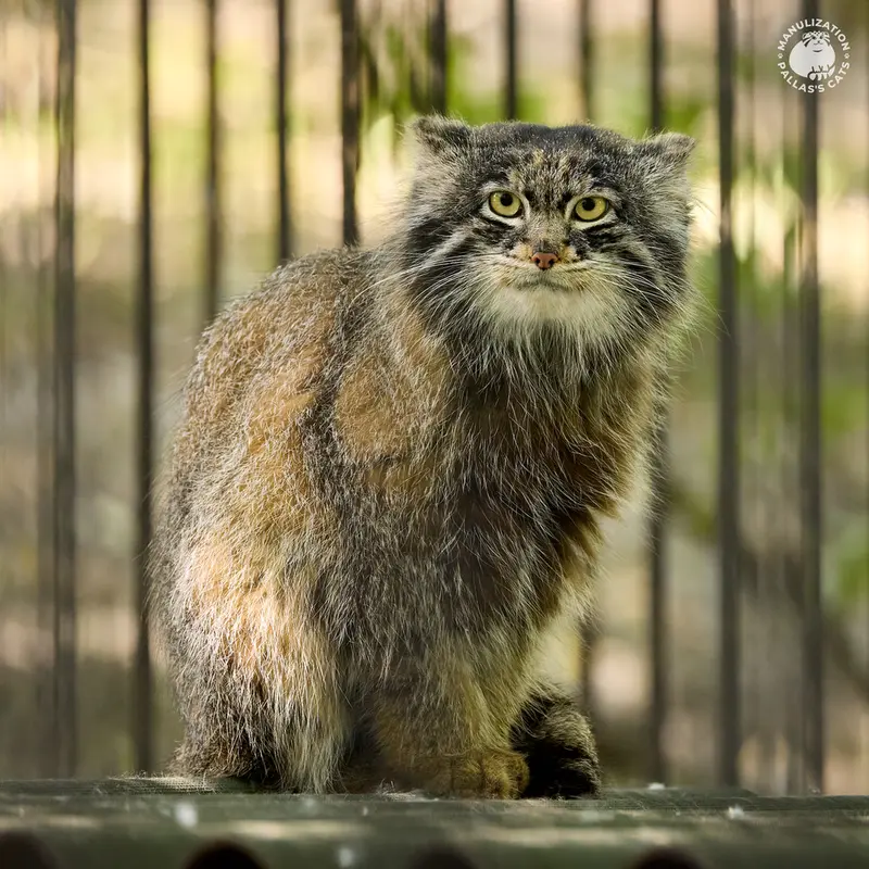 ノヴォシビルスク動物園のマリクの写真