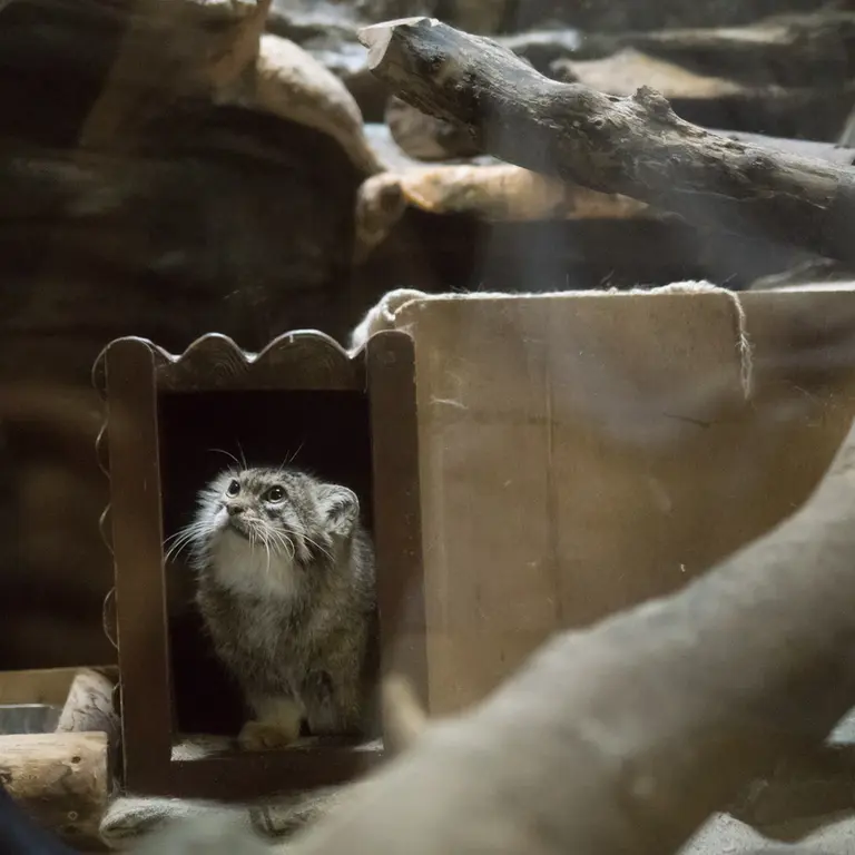 恩賜上野動物園のプリームラの写真