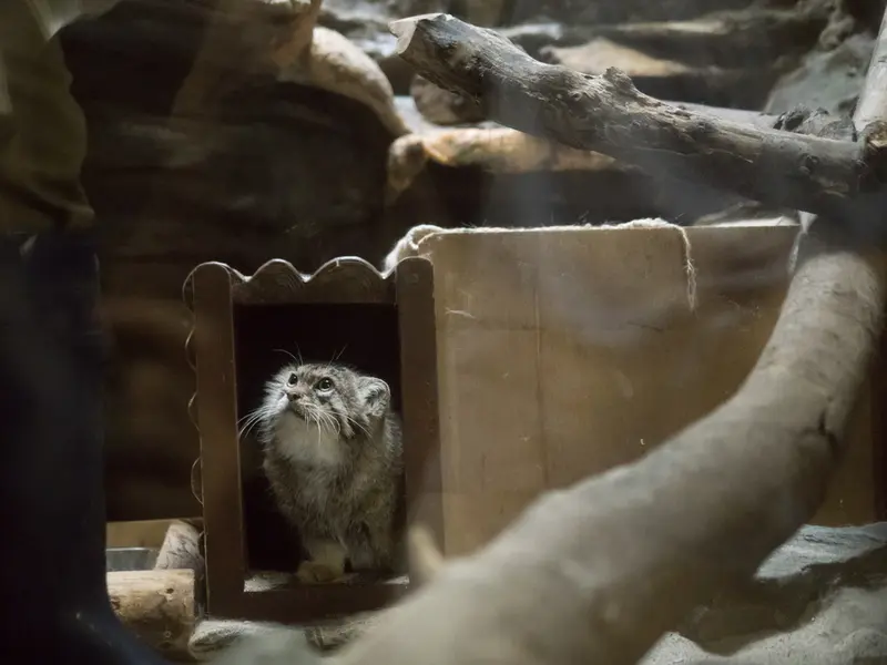 恩賜上野動物園のプリームラの写真