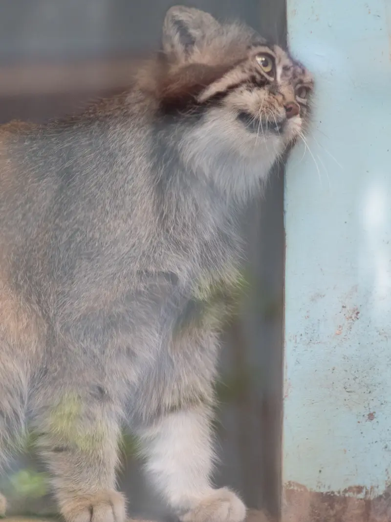 神戸市立王子動物園のイーリスの写真