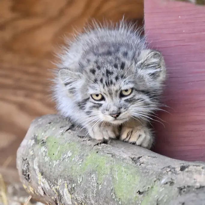 バナム動物園のマヌルネコの写真