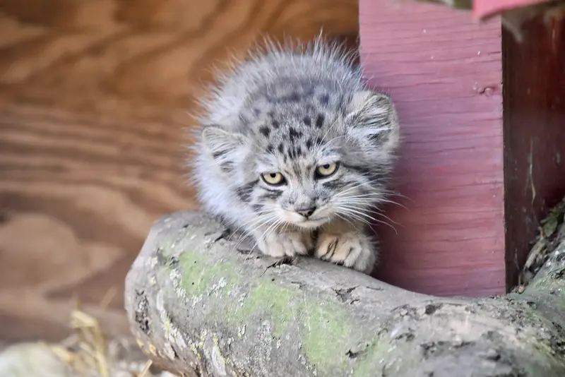 バナム動物園のマヌルネコの写真