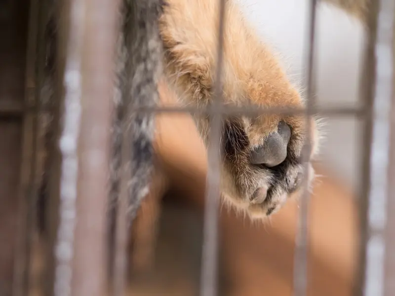 野毛山動物園のフィーガの写真