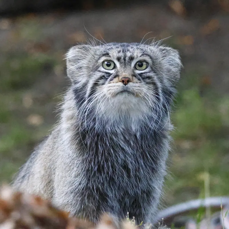 モスクワ動物園のティモフェイの写真