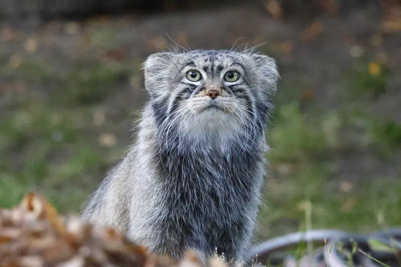 モスクワ動物園のティモフェイの写真