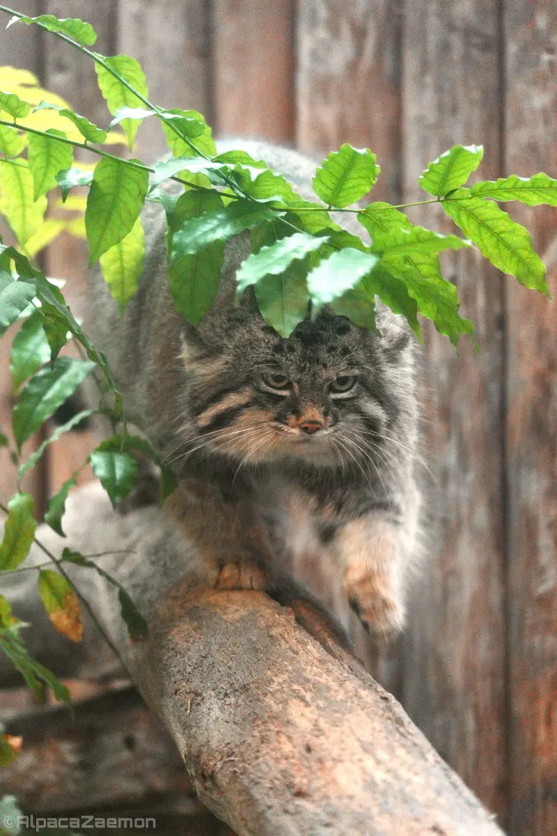 神戸どうぶつ王国のナルの写真