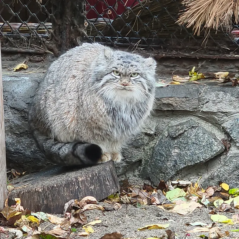ノヴォシビルスク動物園のスネジンカの写真