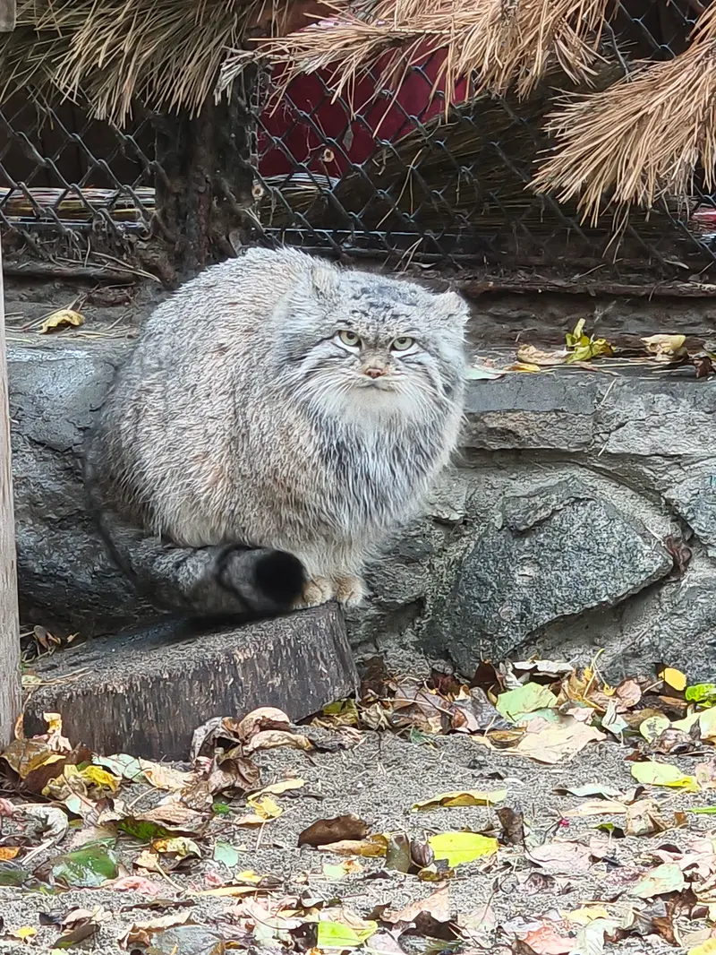 ノヴォシビルスク動物園のスネジンカの写真