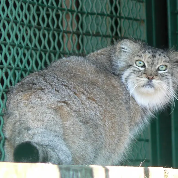 希少動物繁殖センターのマヌルネコの写真