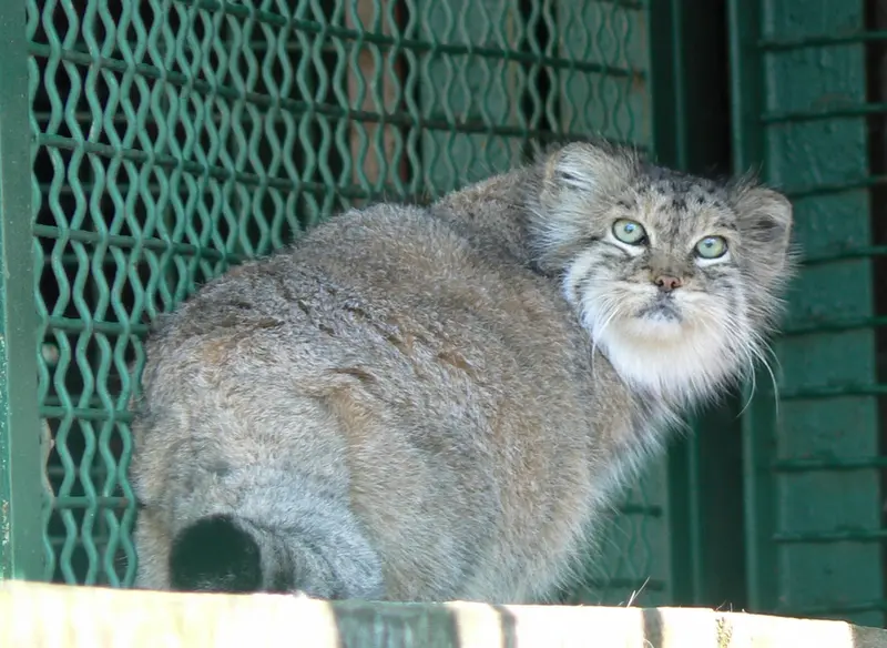希少動物繁殖センターのマヌルネコの写真