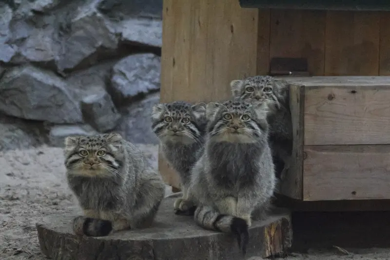 ノヴォシビルスク動物園のマヌルネコの写真