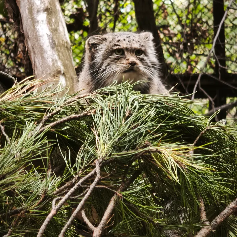 ノヴォシビルスク動物園のミアの写真