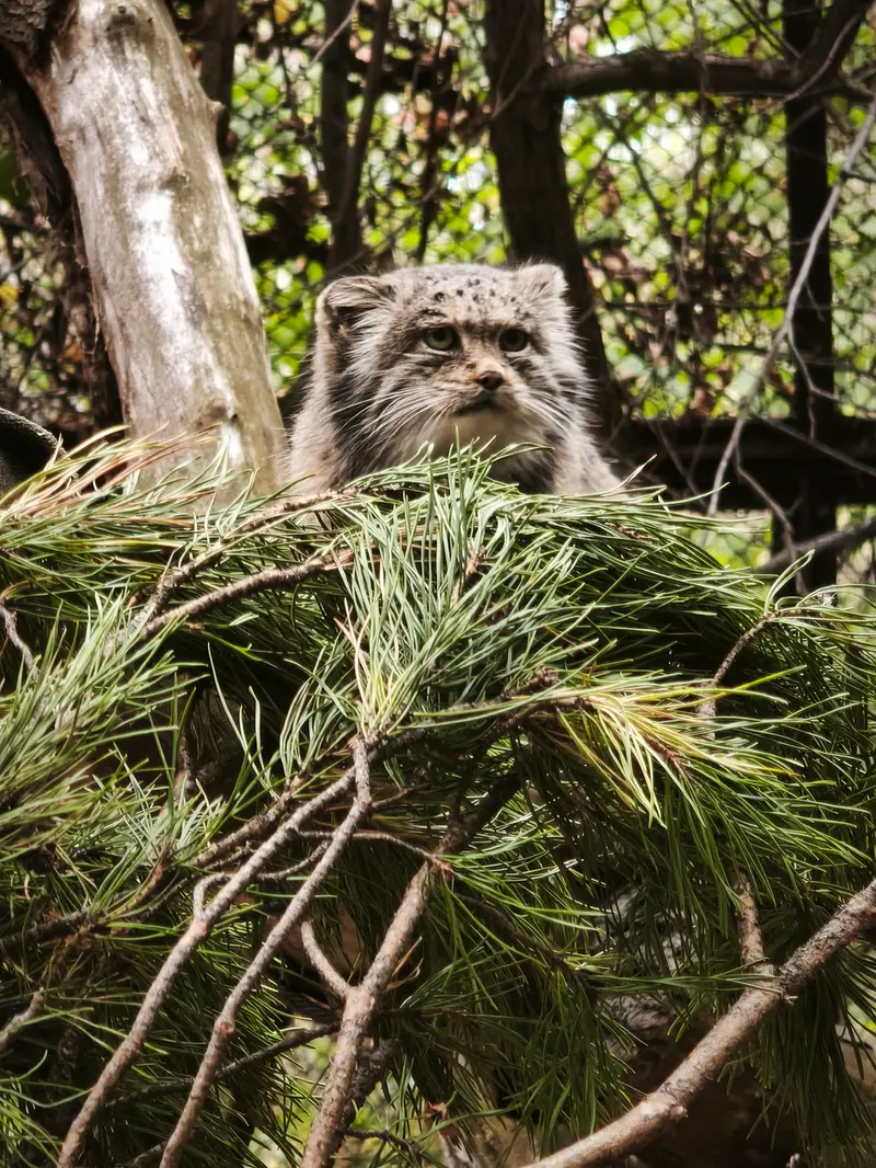 ノヴォシビルスク動物園のミアの写真