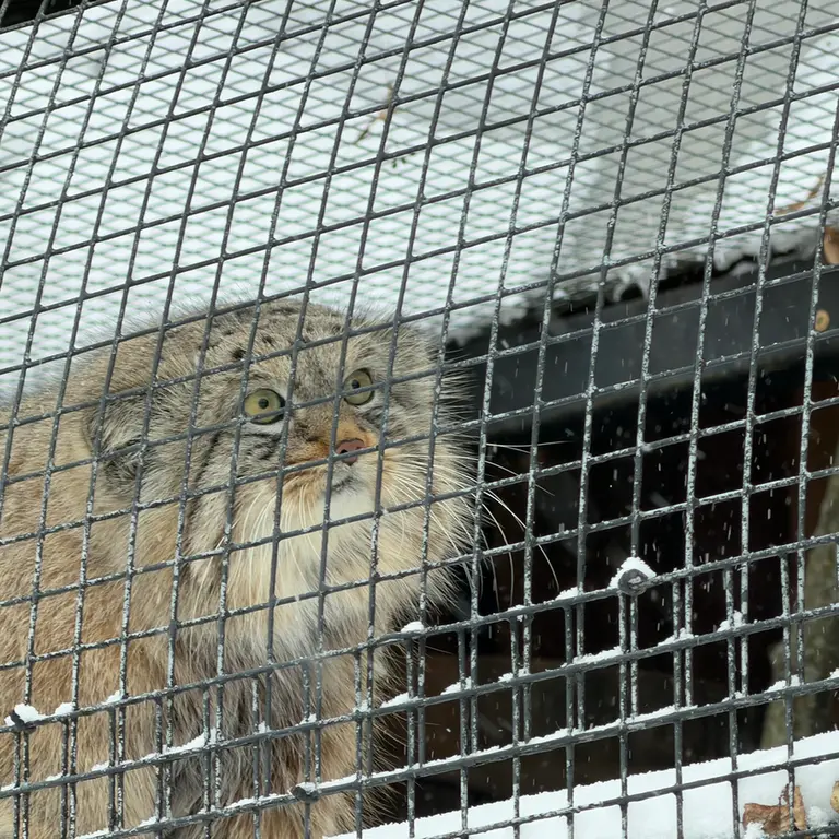 レニングラード動物園のシューの写真