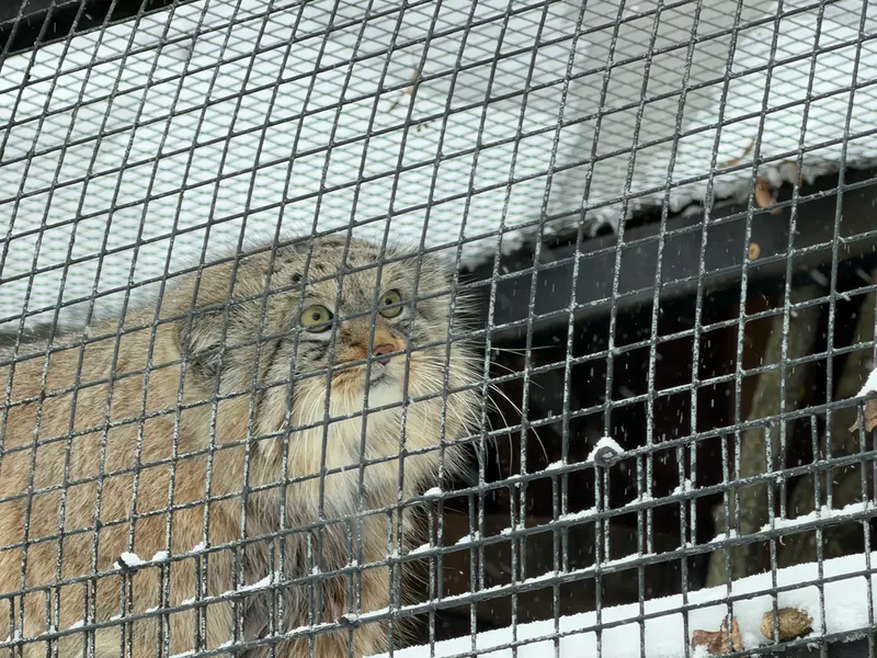 レニングラード動物園のシューの写真