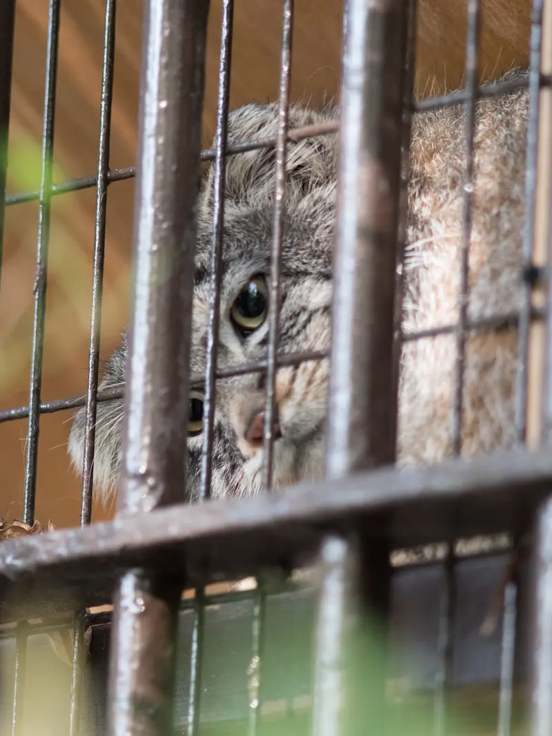 野毛山動物園のフィーガの写真