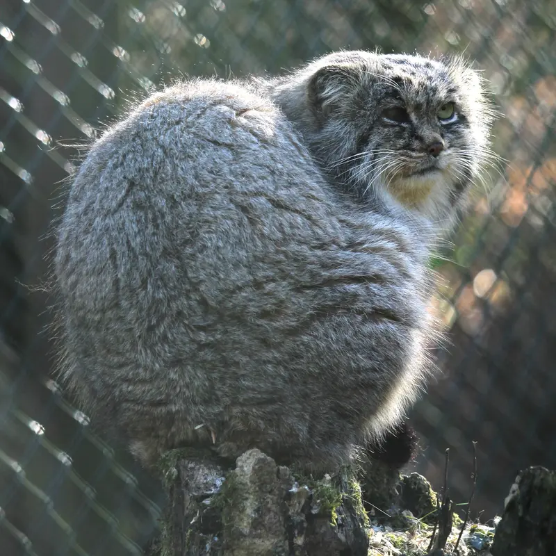 オペル動物園のバトゥの写真