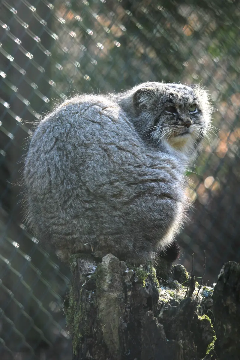 オペル動物園のバトゥの写真