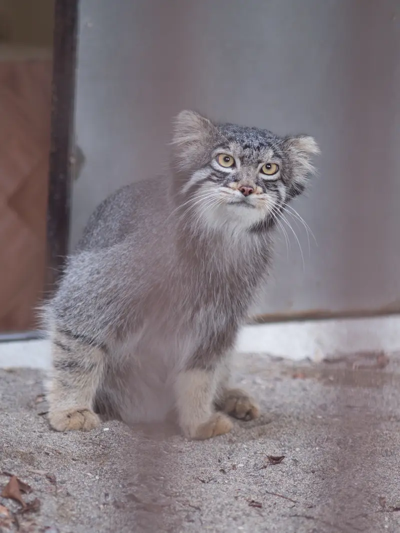 野毛山動物園のフィーガの写真