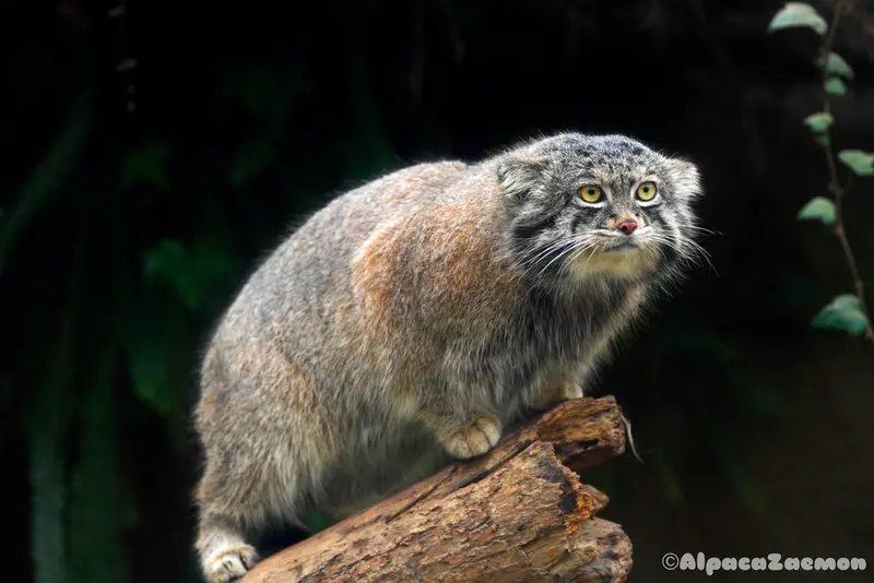 神戸どうぶつ王国のナルの写真
