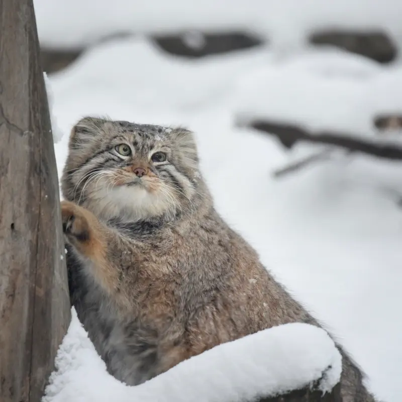 ノヴォシビルスク動物園のゼレノゴルスクの写真