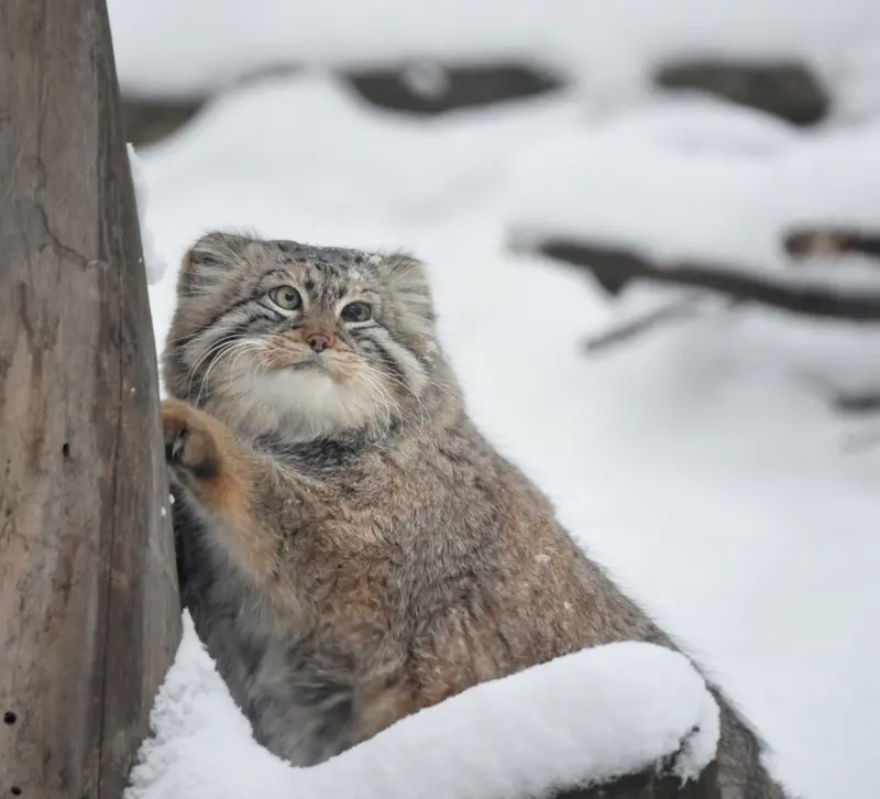 ノヴォシビルスク動物園のゼレノゴルスクの写真