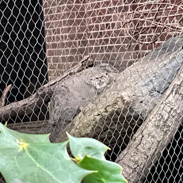プロスペクト・パーク動物園のバトゥの写真